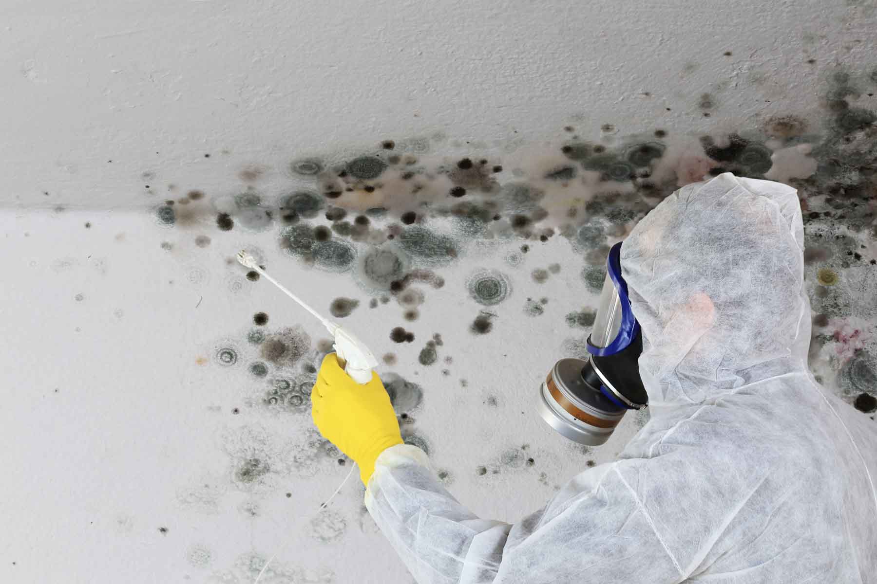 Technician removing mold-damaged material from damp Tampa laundry room wall