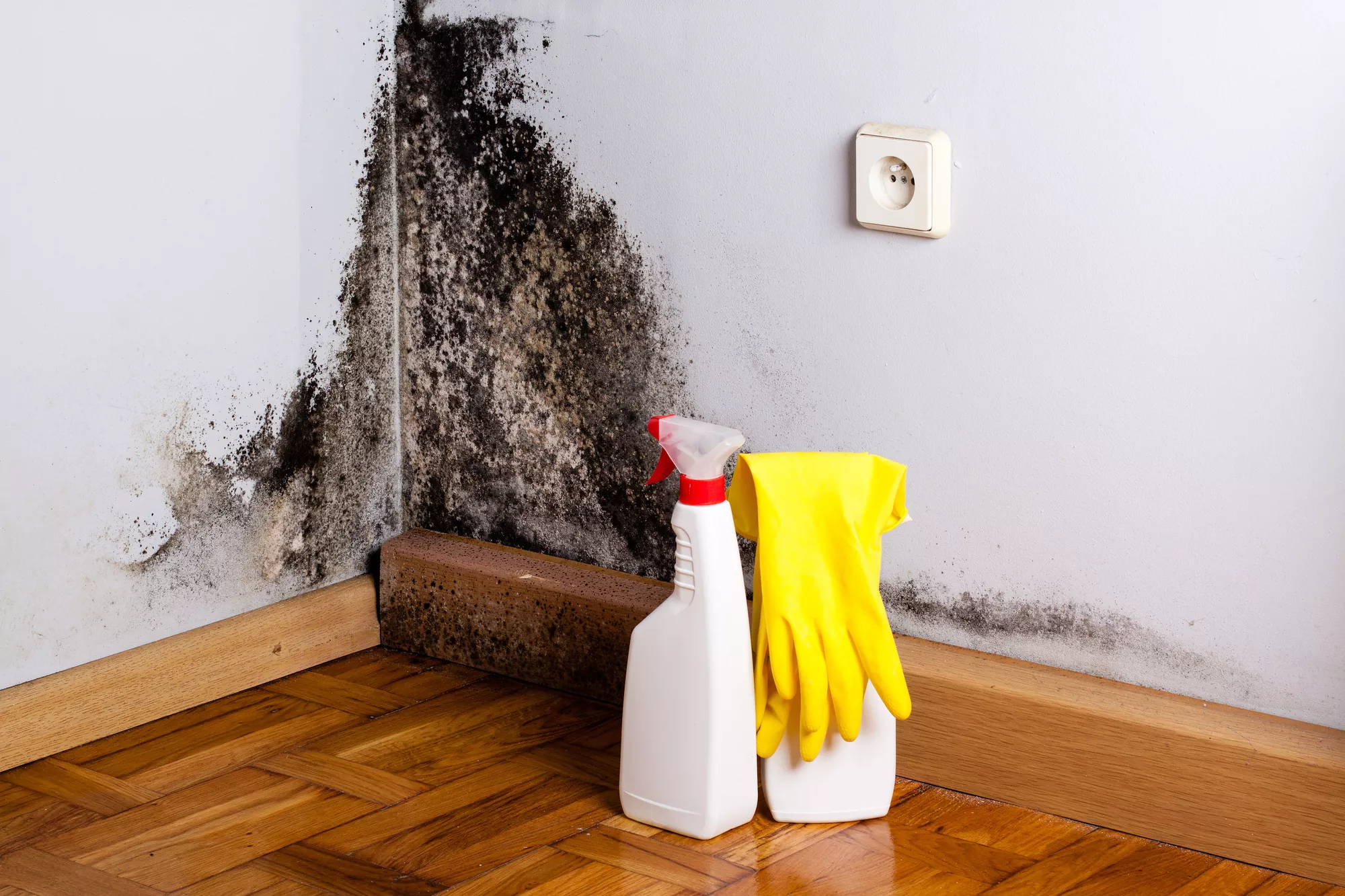 Specialist inspecting moisture-damaged wall cavity for hidden mold growth